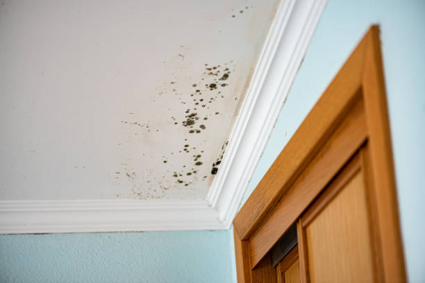 Best Toxic Mold Removal  in Garden Home Whitfd, OR