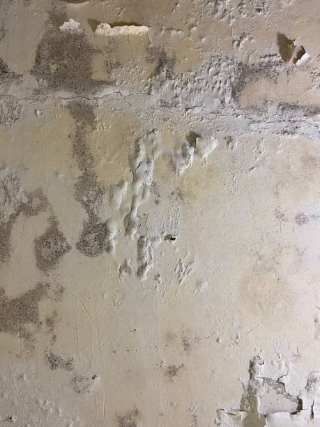 Attic Mold Removal in Garden Home Whitford, OR